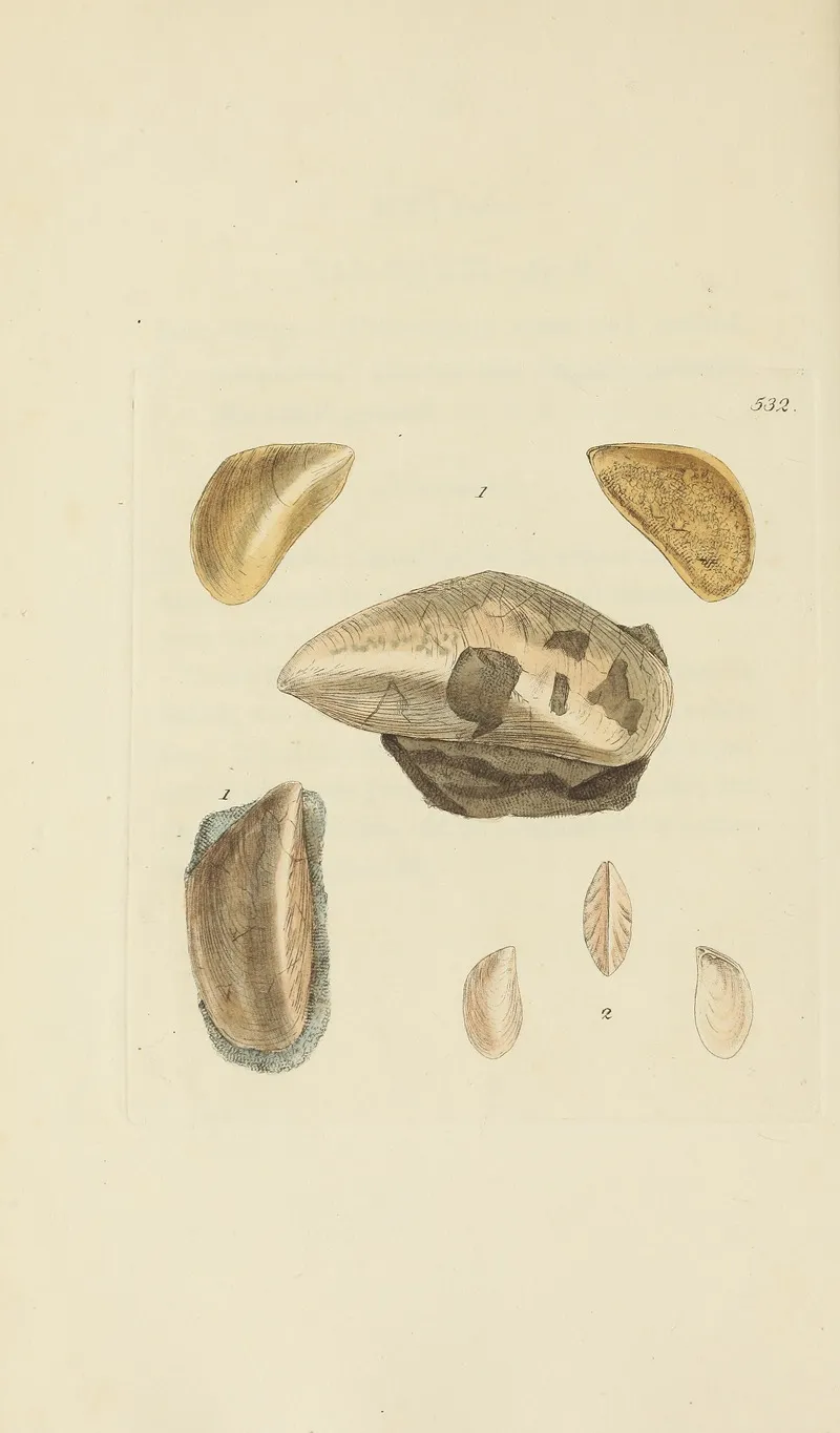 The Mineral Conchology Of Great Britain Pl 320