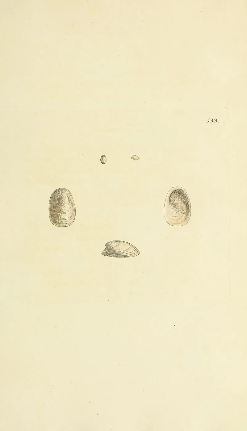 The Mineral Conchology Of Great Britain Pl 321