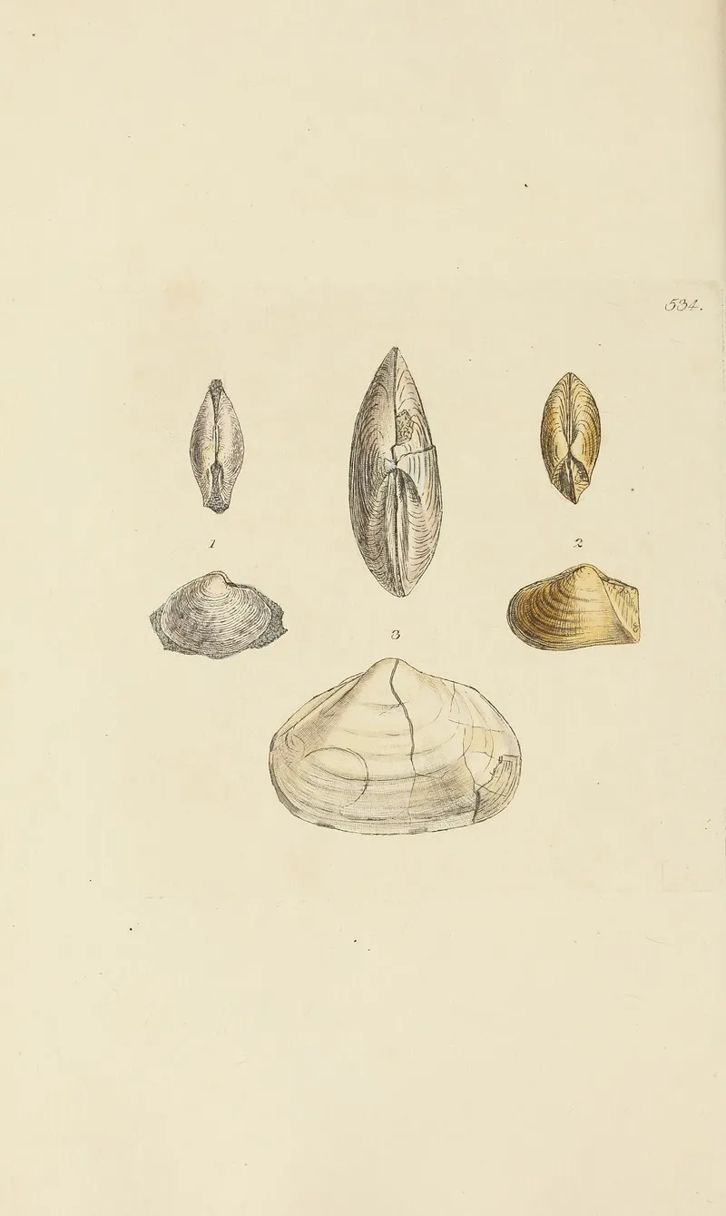 The Mineral Conchology Of Great Britain Pl 322