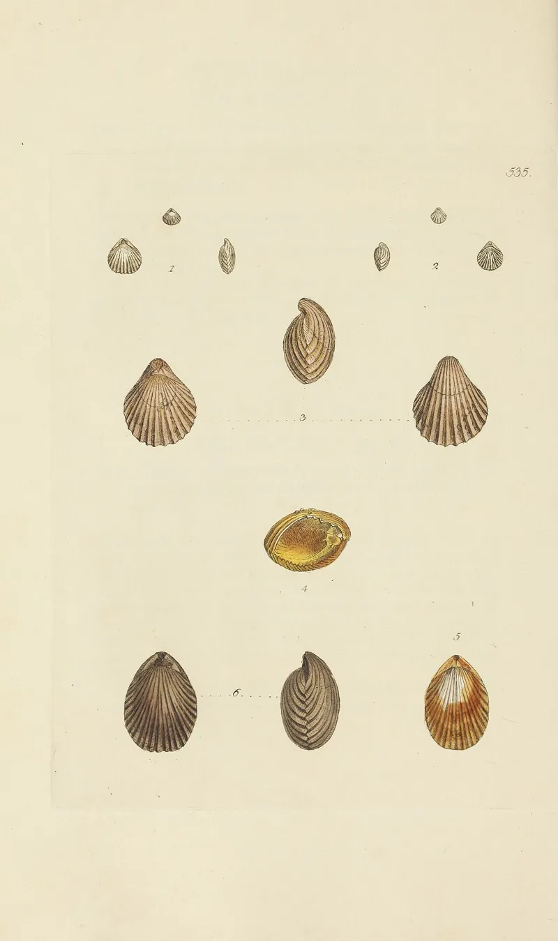 The Mineral Conchology Of Great Britain Pl 323