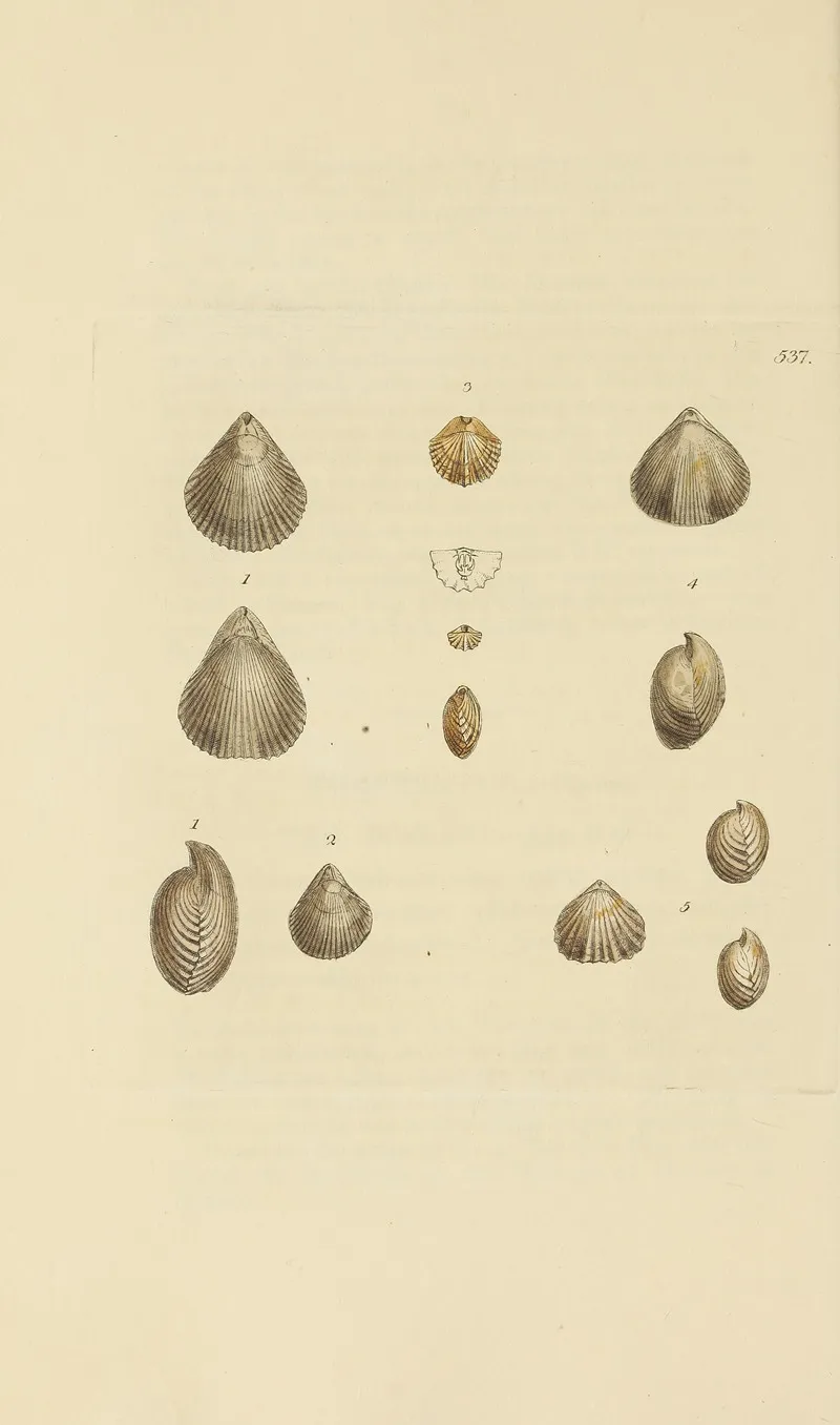 The Mineral Conchology Of Great Britain Pl 325