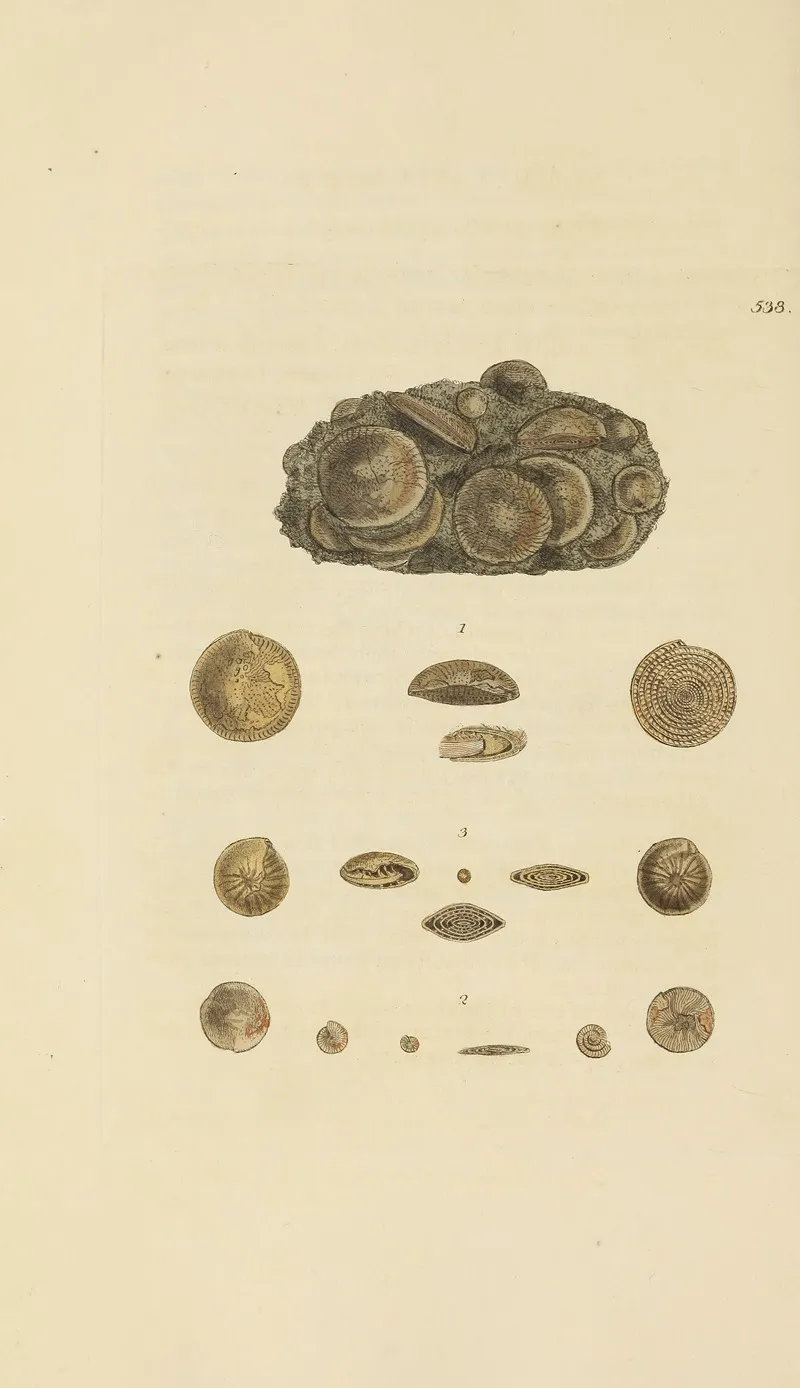 The Mineral Conchology Of Great Britain Pl 326