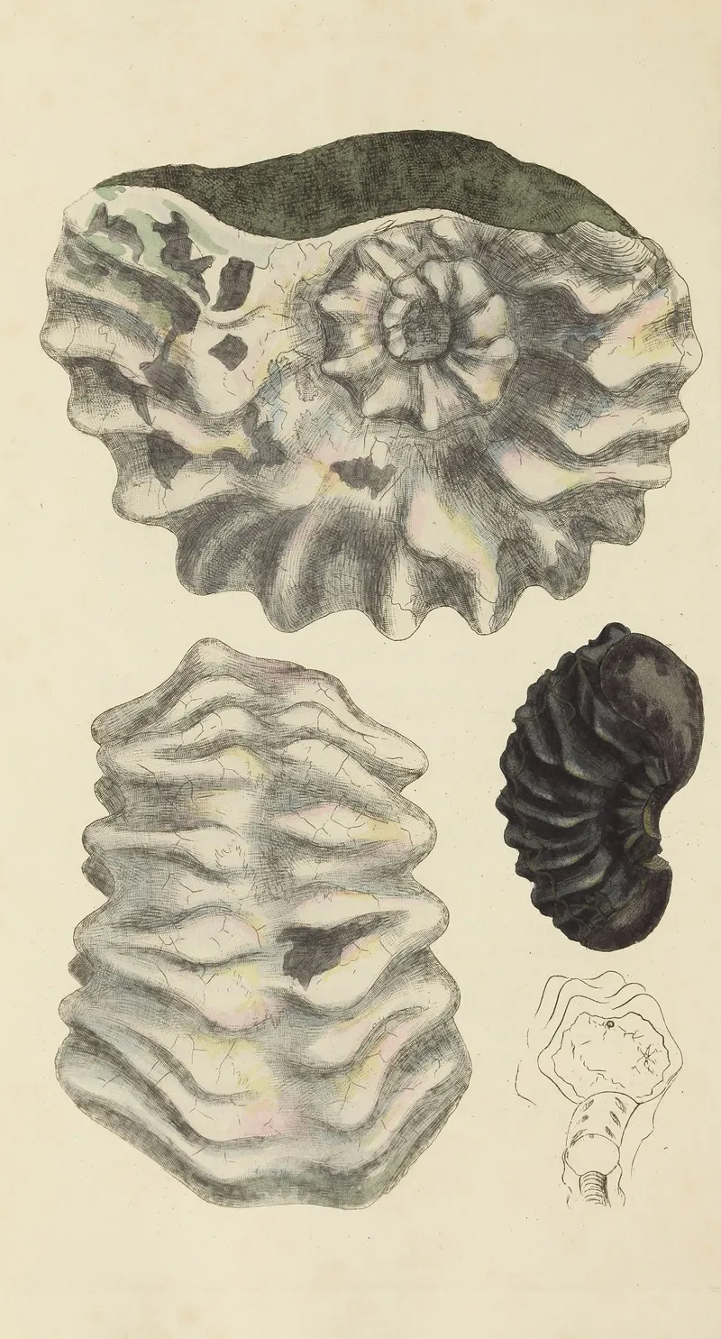 The Mineral Conchology Of Great Britain Pl 327