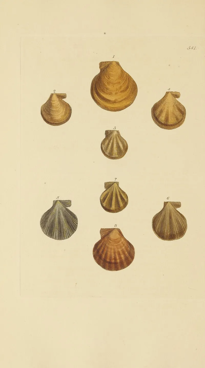The Mineral Conchology Of Great Britain Pl 329