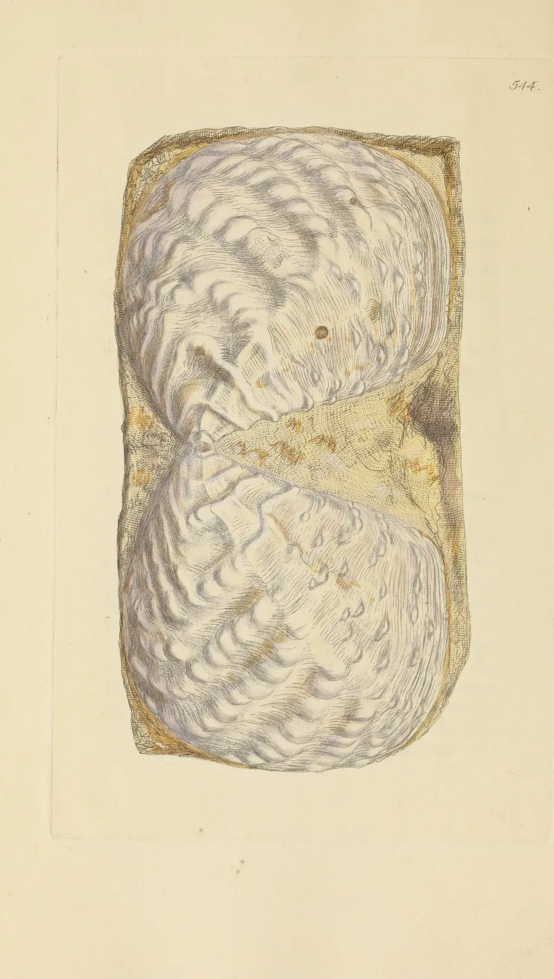 The Mineral Conchology Of Great Britain Pl 332