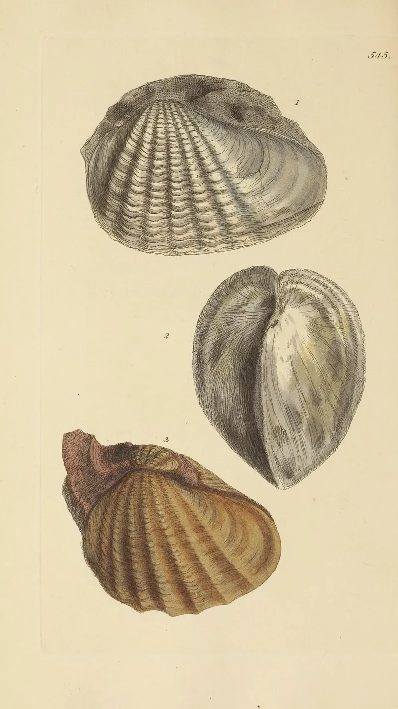 The Mineral Conchology Of Great Britain Pl 333