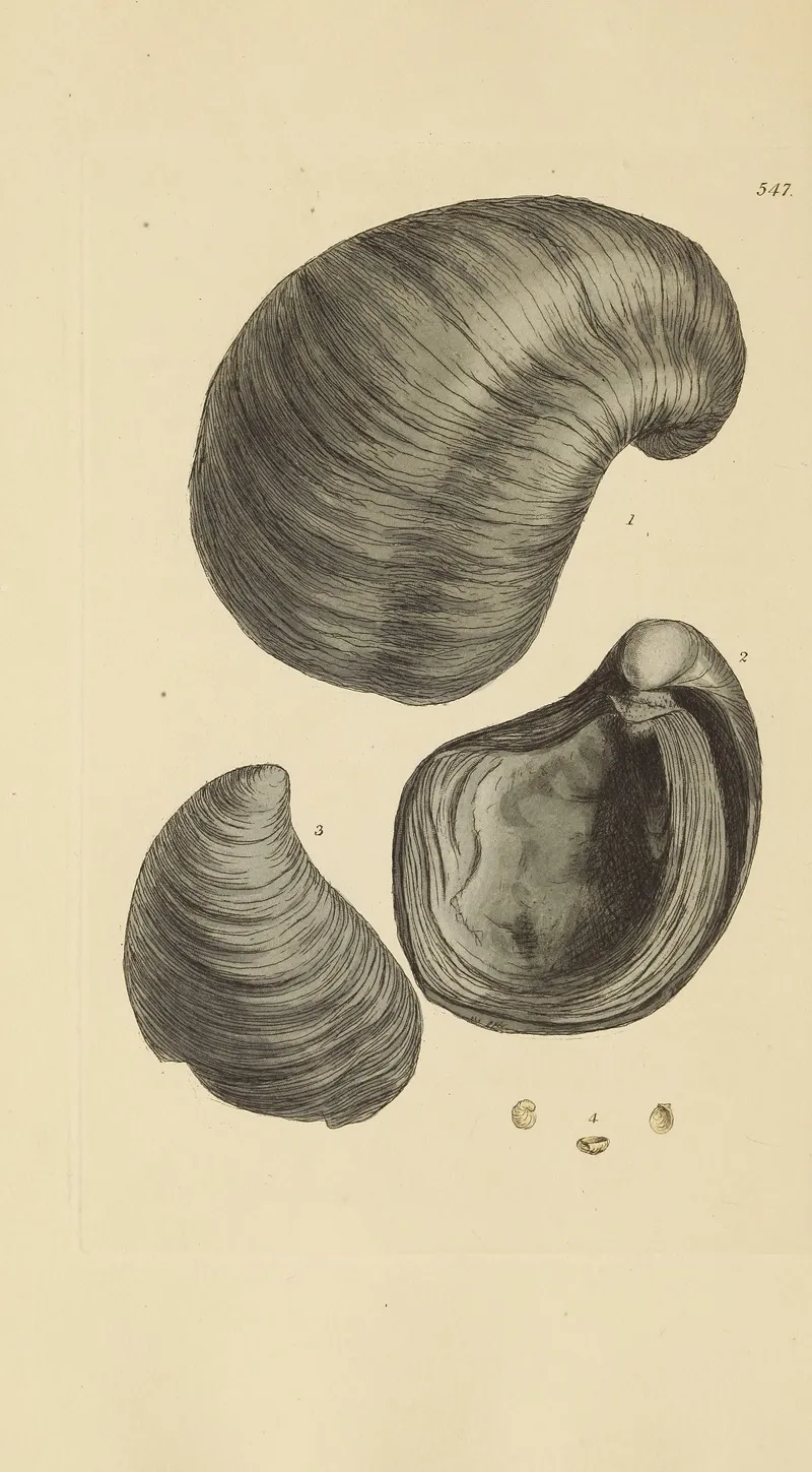 The Mineral Conchology Of Great Britain Pl 335