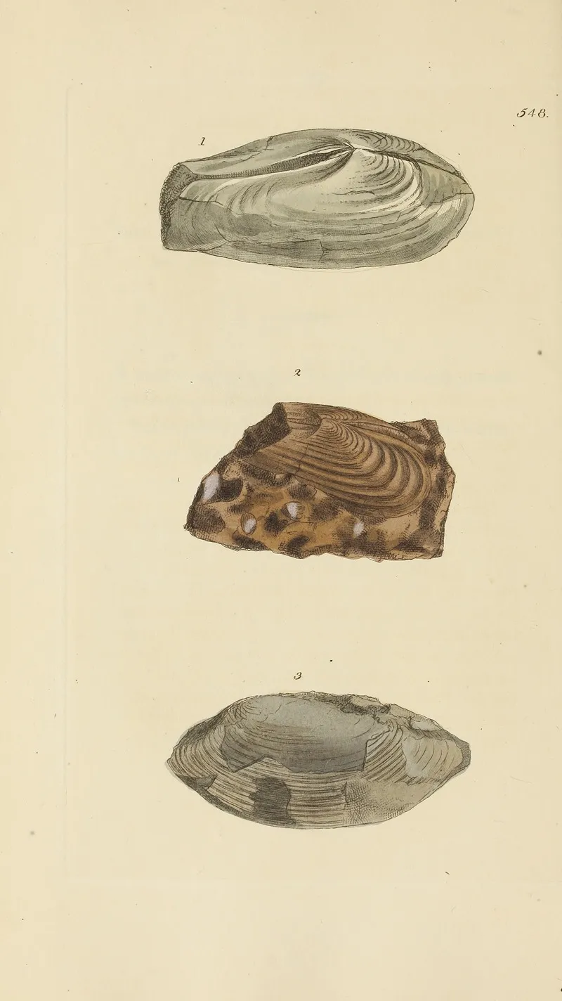 The Mineral Conchology Of Great Britain Pl 336