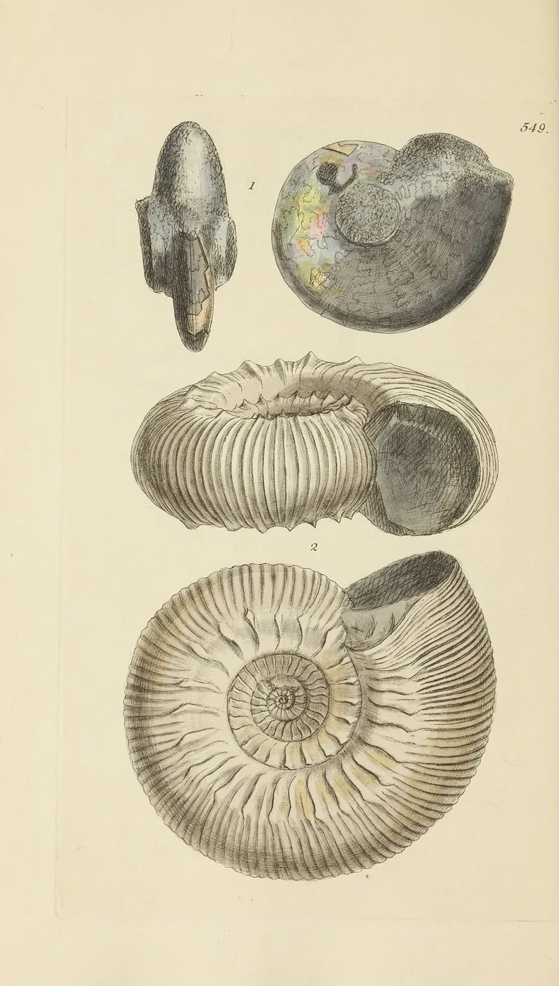 The Mineral Conchology Of Great Britain Pl 337