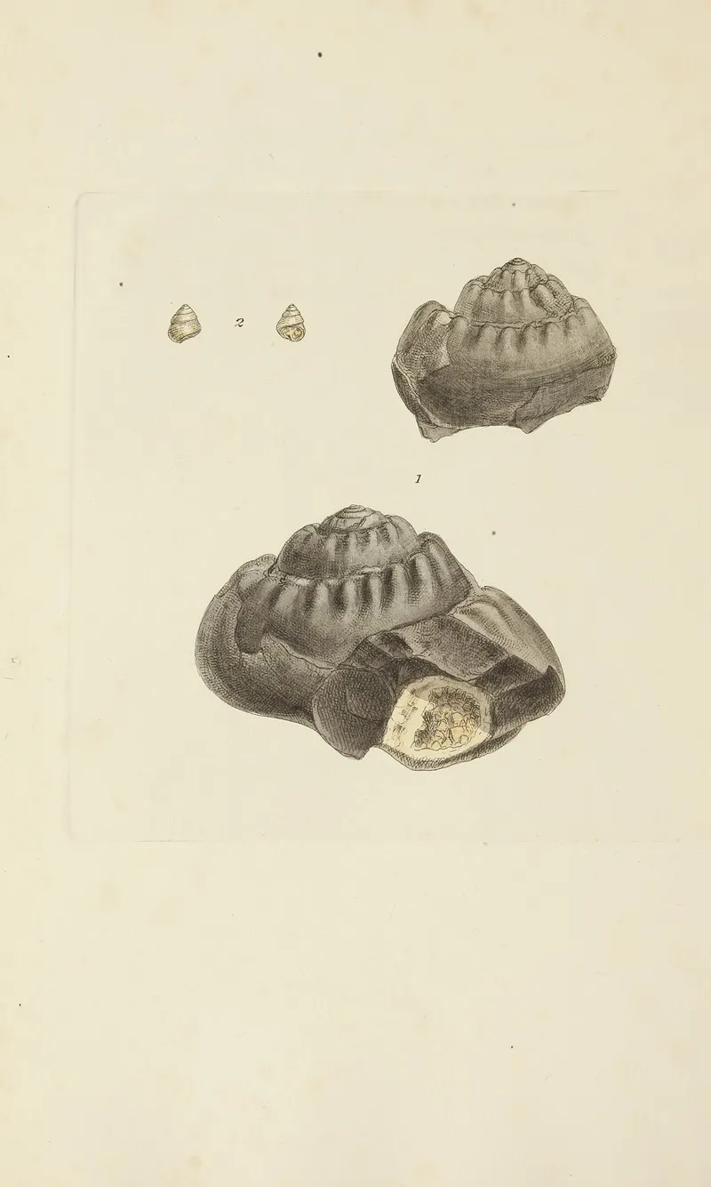 The Mineral Conchology Of Great Britain Pl 339