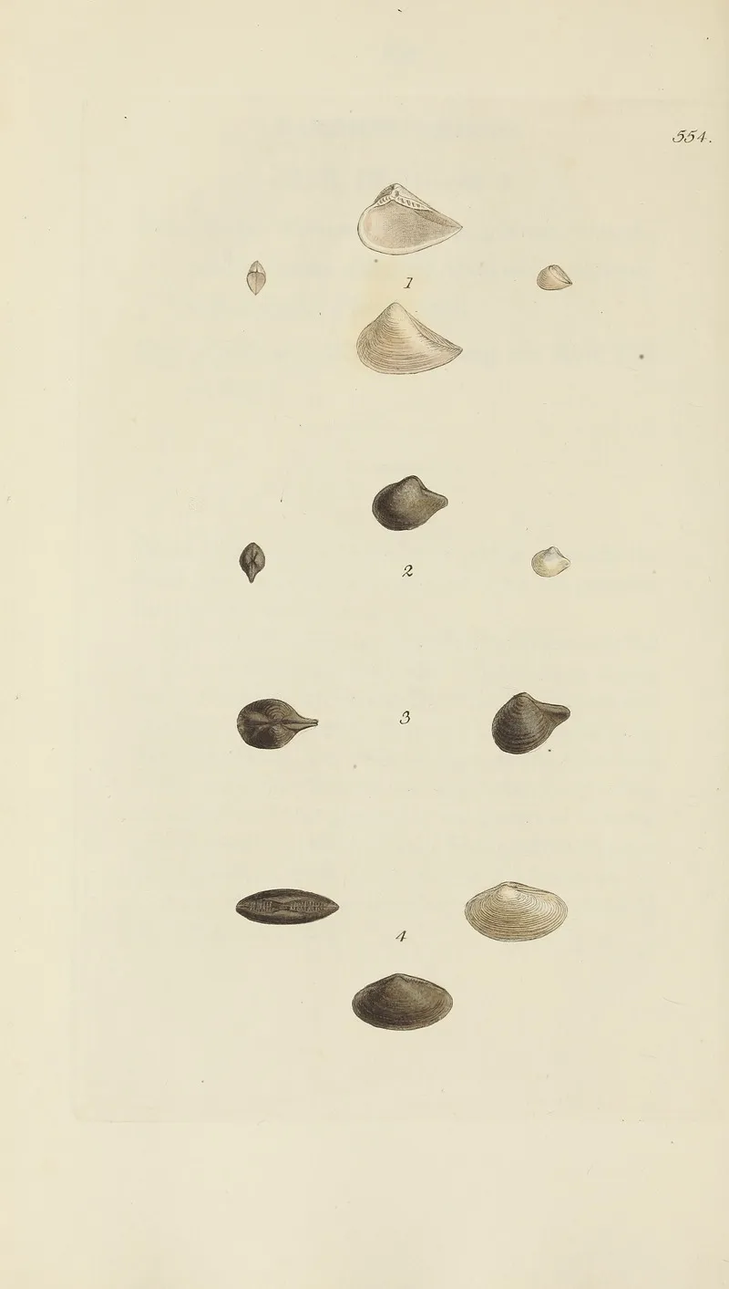 The Mineral Conchology Of Great Britain Pl 342