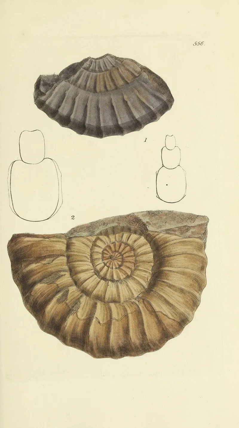 The Mineral Conchology Of Great Britain Pl 344