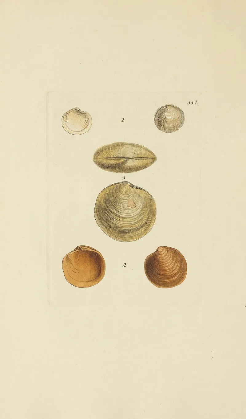The Mineral Conchology Of Great Britain Pl 345