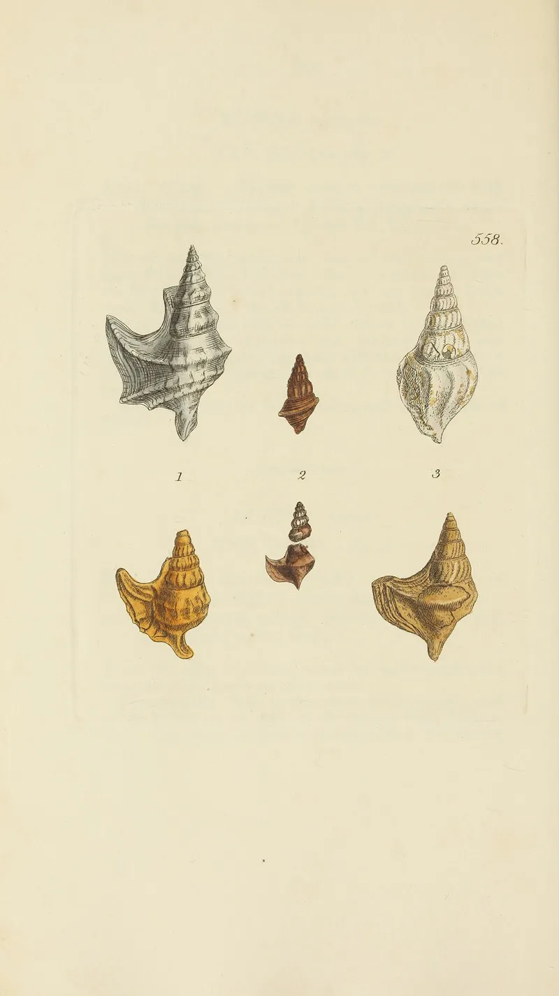 The Mineral Conchology Of Great Britain Pl 346