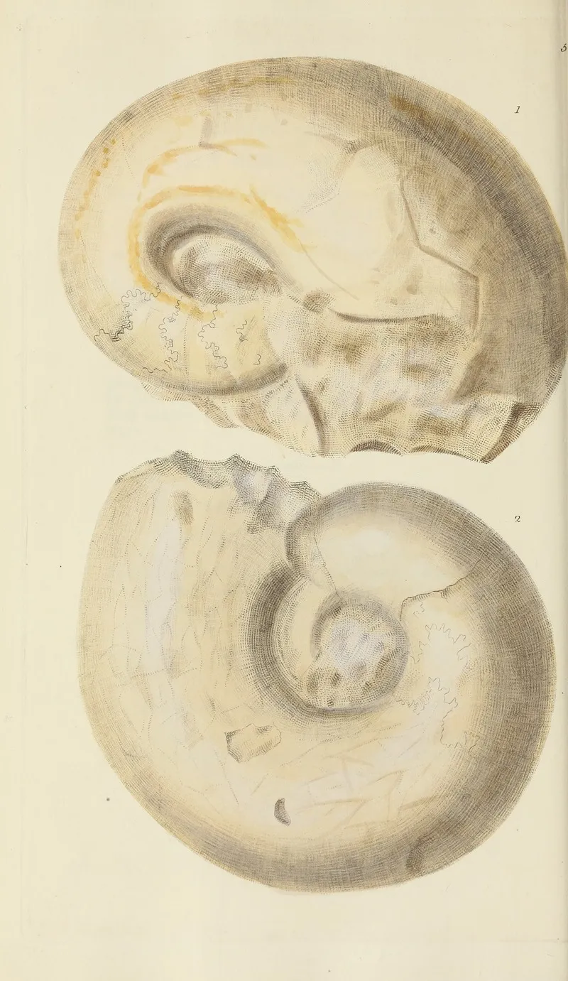 The Mineral Conchology Of Great Britain Pl 351