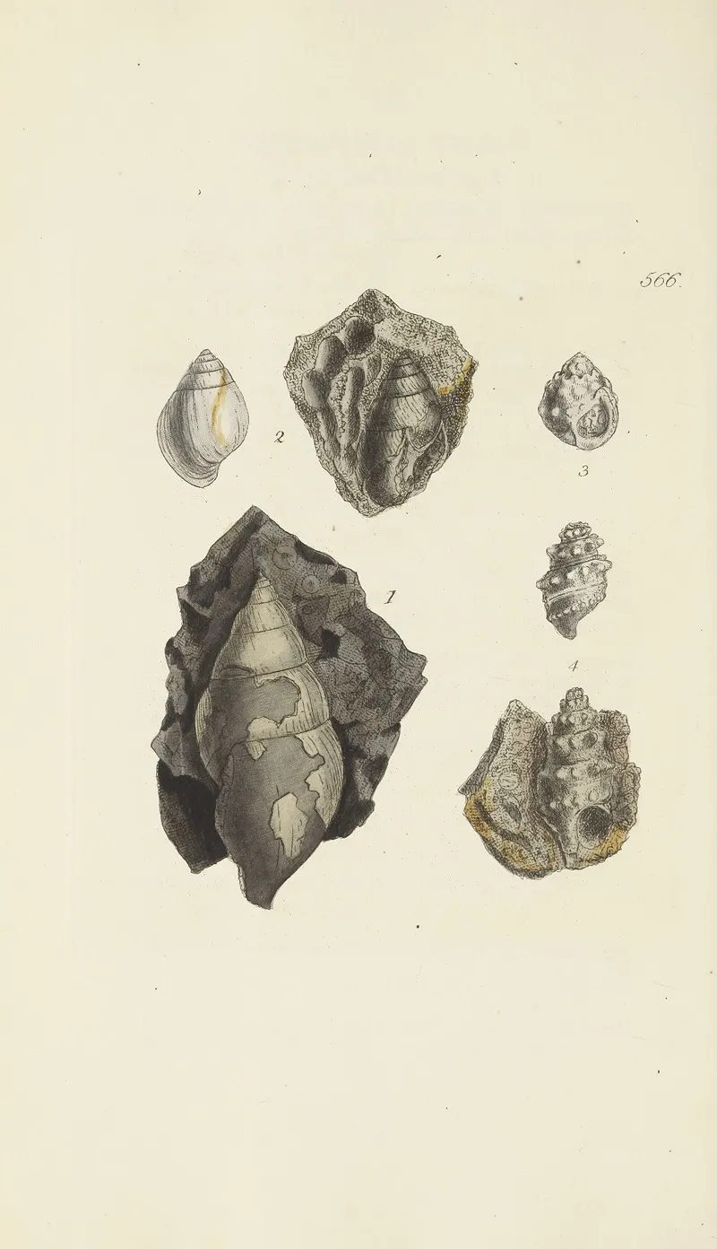 The Mineral Conchology Of Great Britain Pl 354