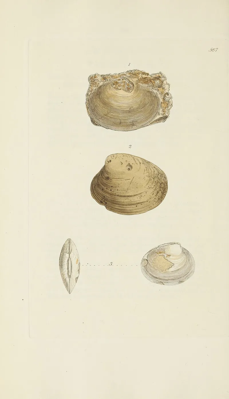 The Mineral Conchology Of Great Britain Pl 355