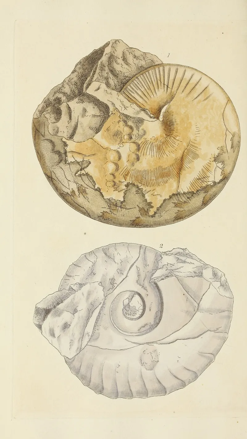 The Mineral Conchology Of Great Britain Pl 357