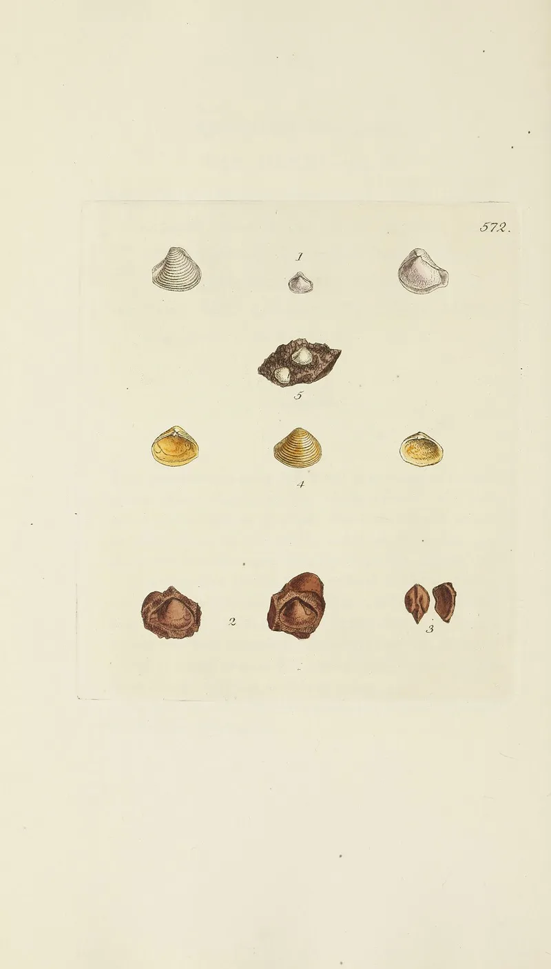 The Mineral Conchology Of Great Britain Pl 360