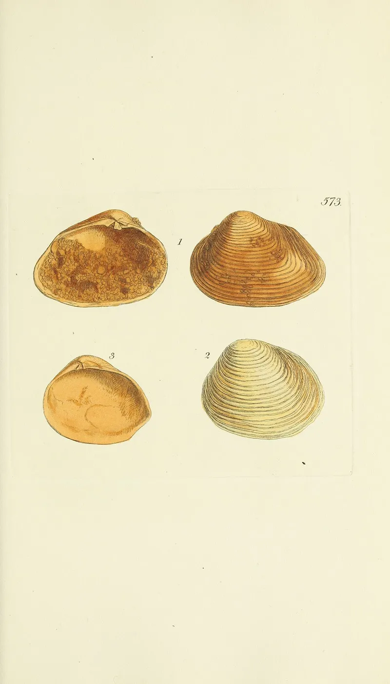 The Mineral Conchology Of Great Britain Pl 361