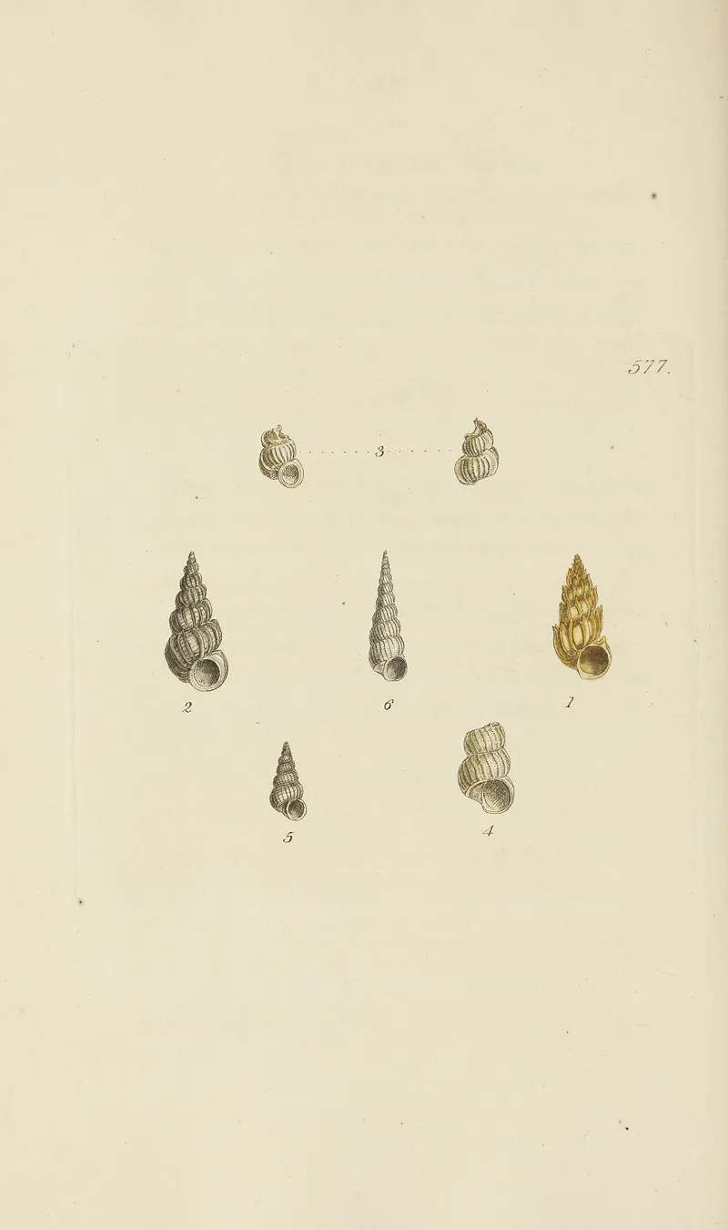 The Mineral Conchology Of Great Britain Pl 365