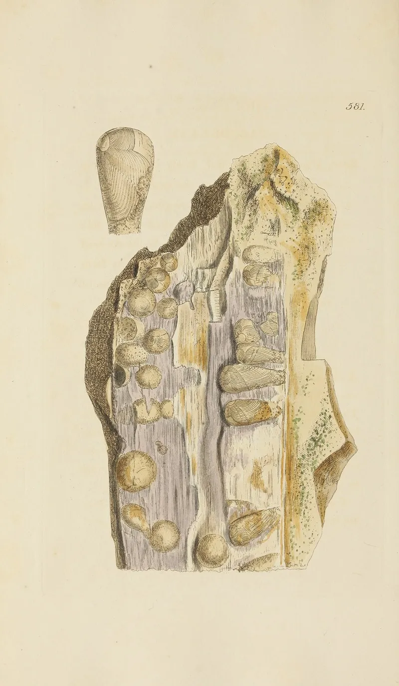 The Mineral Conchology Of Great Britain Pl 369