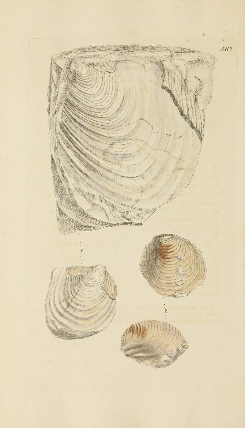 The Mineral Conchology Of Great Britain Pl 370