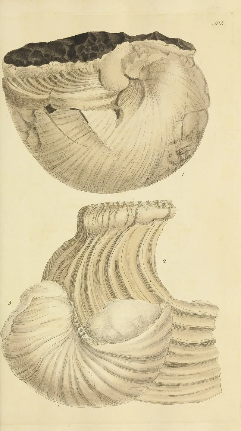 The Mineral Conchology Of Great Britain Pl 371