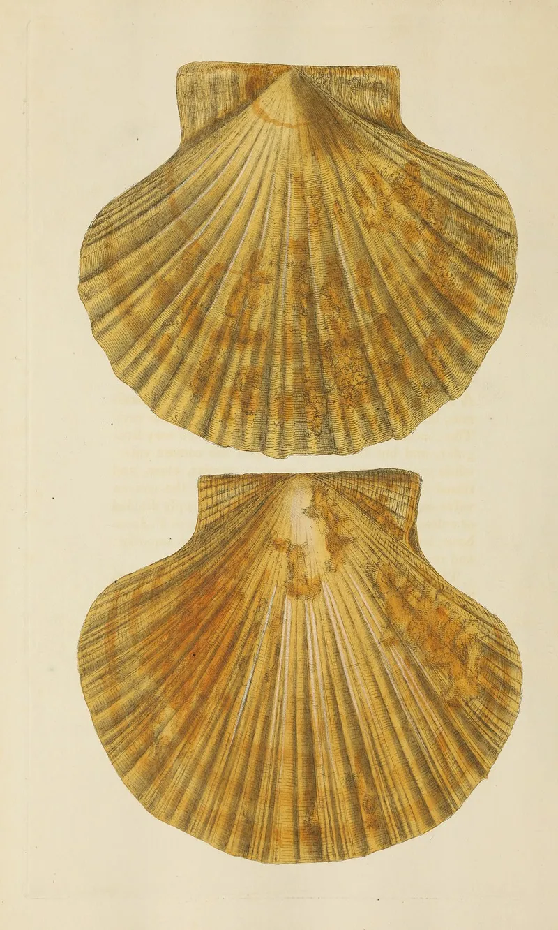 The Mineral Conchology Of Great Britain Pl 373