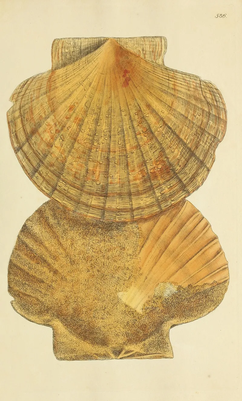 The Mineral Conchology Of Great Britain Pl 374