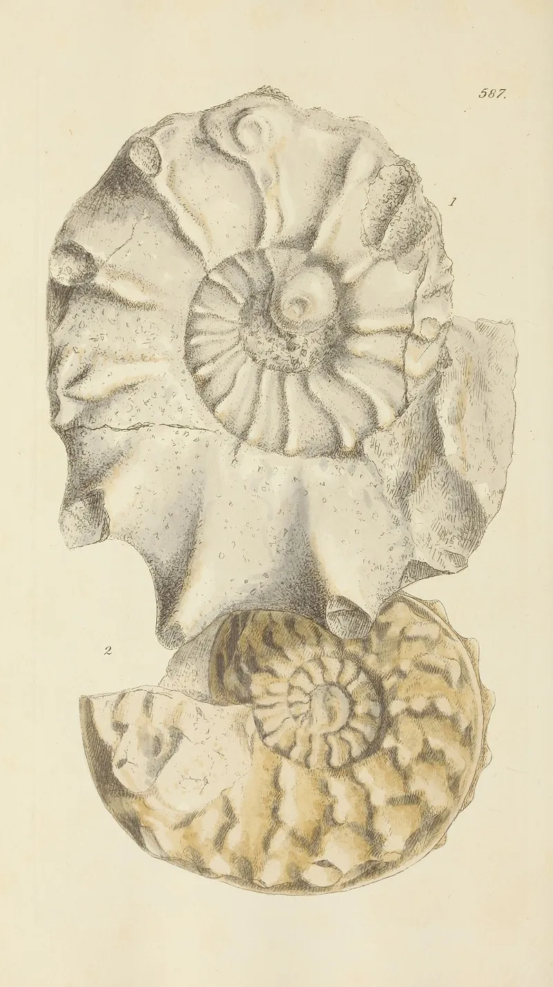 The Mineral Conchology Of Great Britain Pl 375