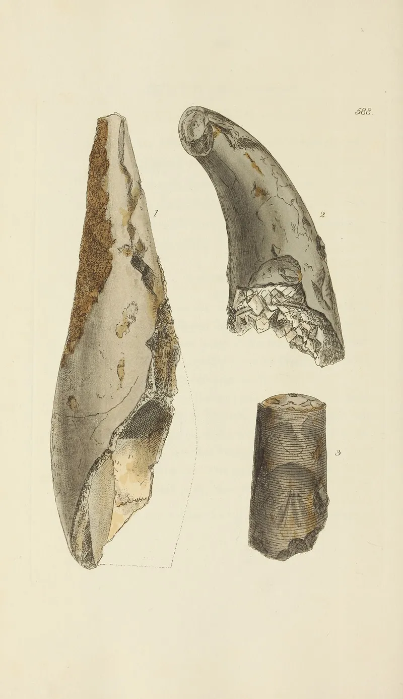 The Mineral Conchology Of Great Britain Pl 376