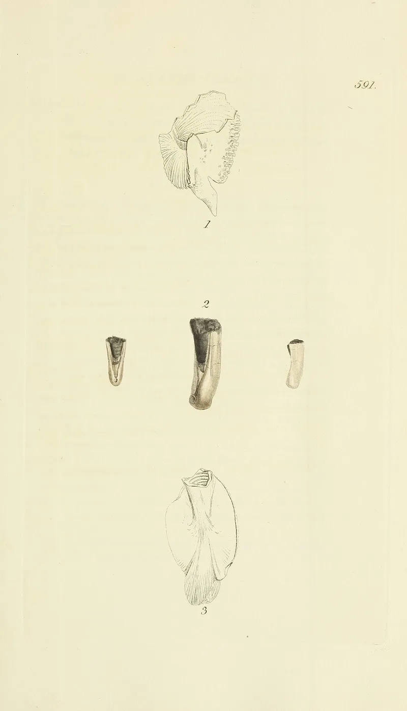The Mineral Conchology Of Great Britain Pl 378