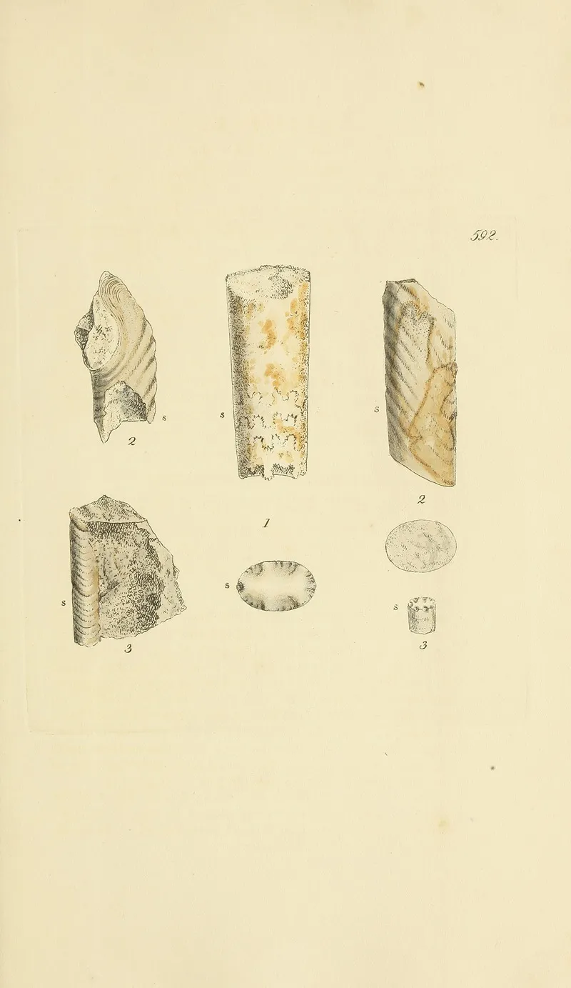 The Mineral Conchology Of Great Britain Pl 379
