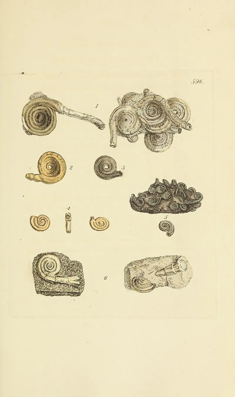 The Mineral Conchology Of Great Britain Pl 383