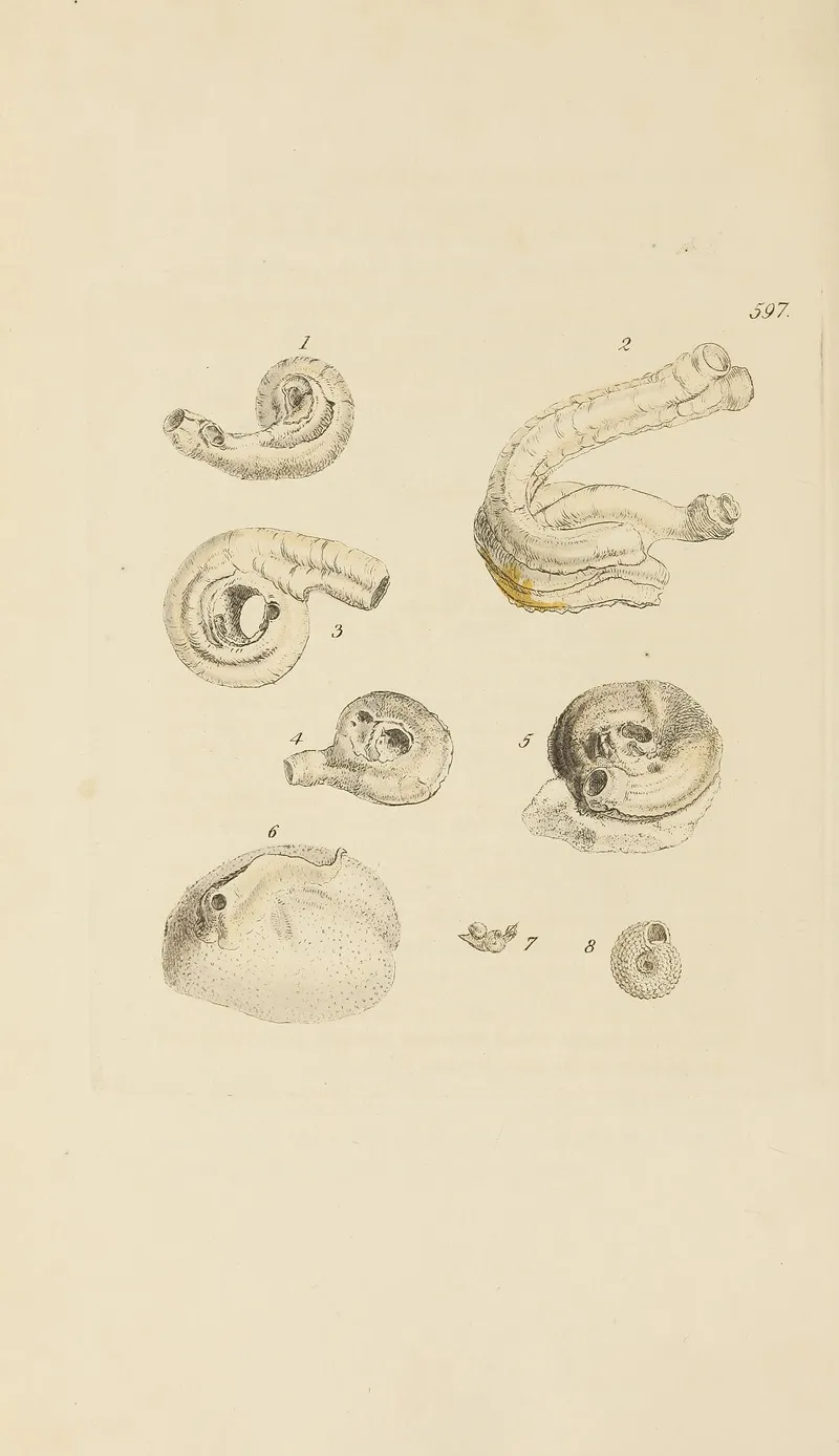 The Mineral Conchology Of Great Britain Pl 384