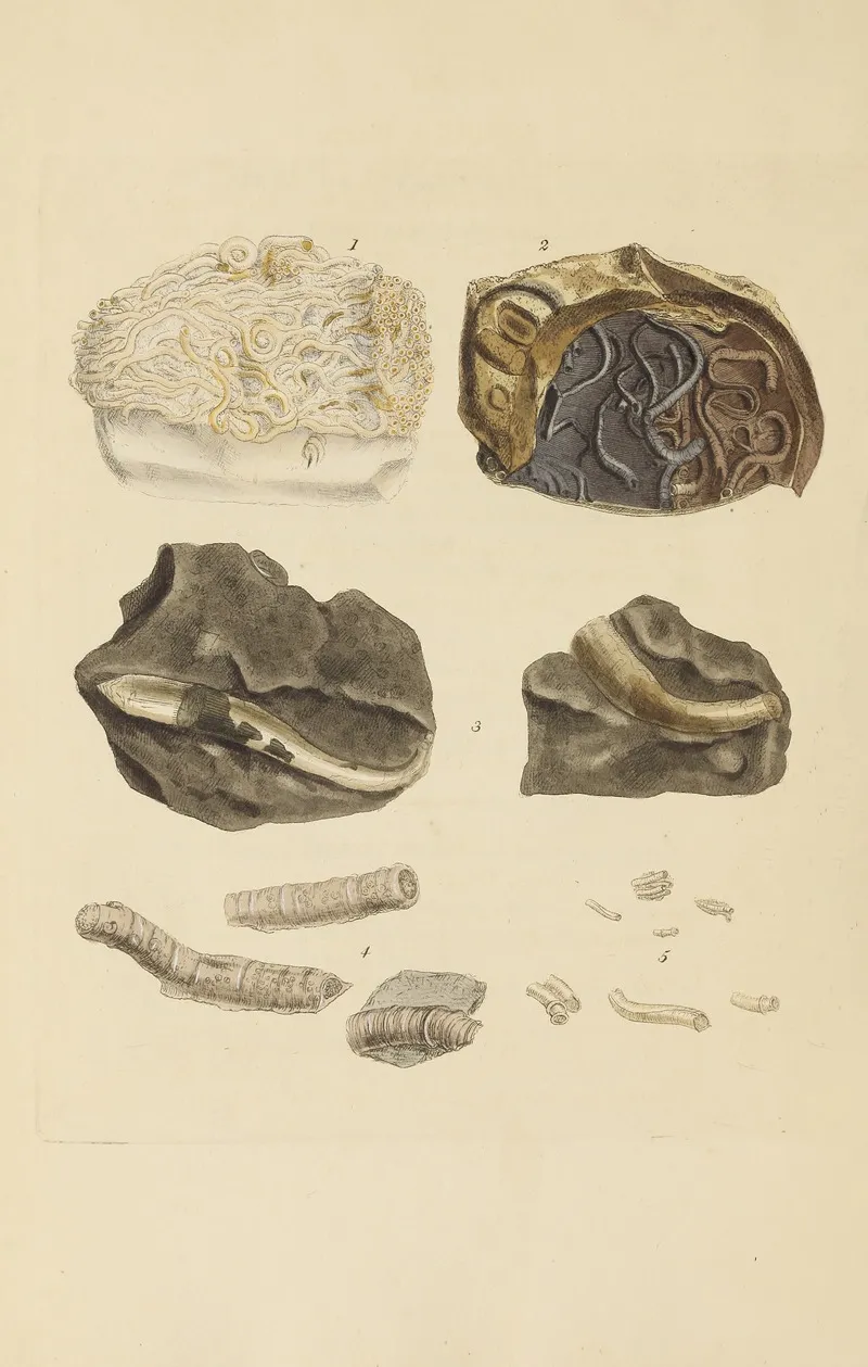 The Mineral Conchology Of Great Britain Pl 385