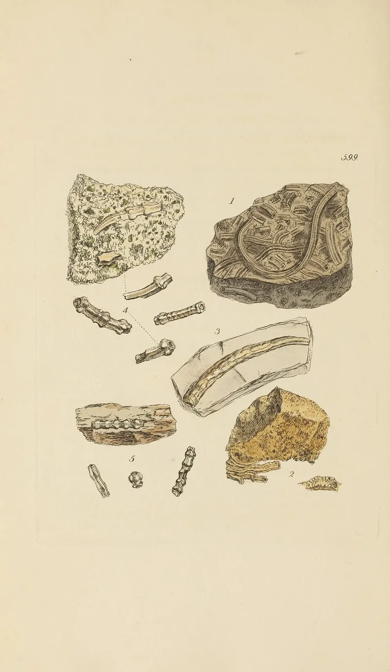 The Mineral Conchology Of Great Britain Pl 386