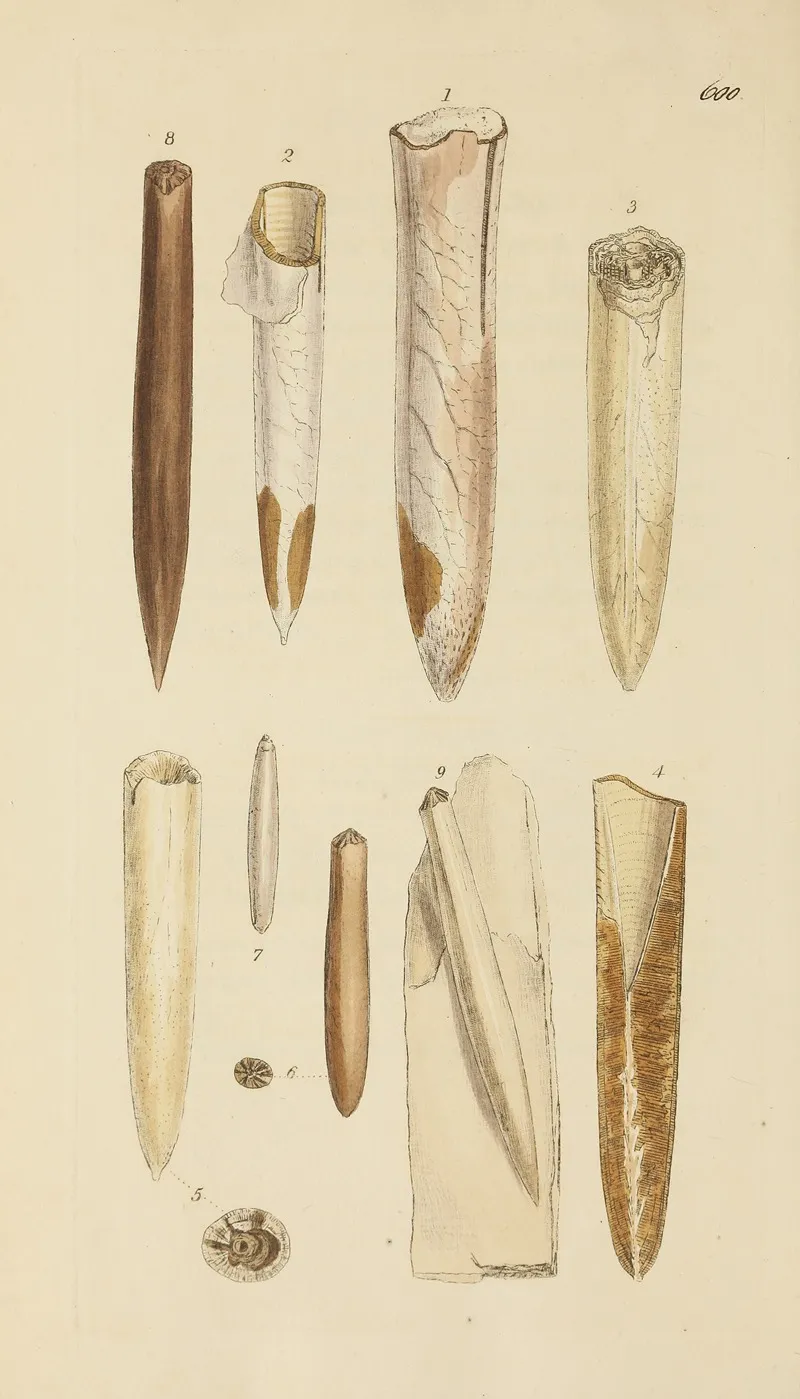 The Mineral Conchology Of Great Britain Pl 387