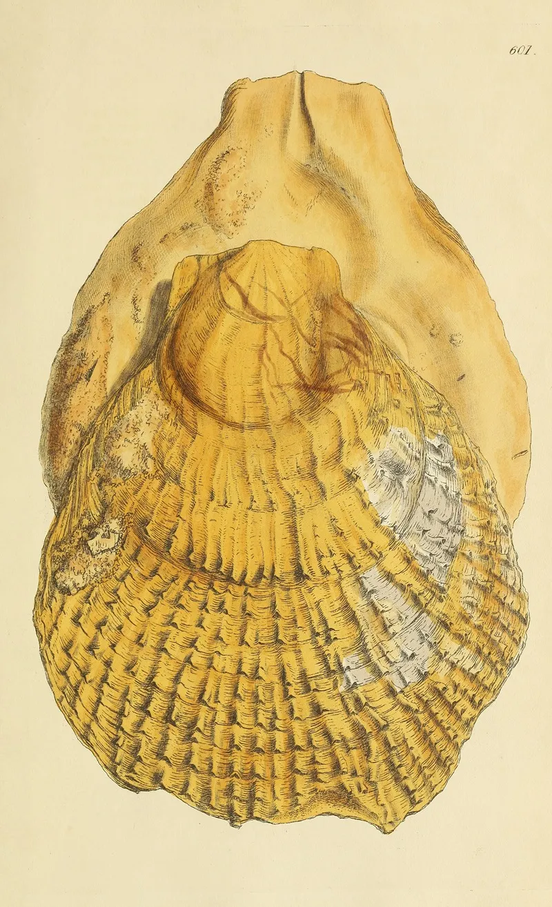 The Mineral Conchology Of Great Britain Pl 388