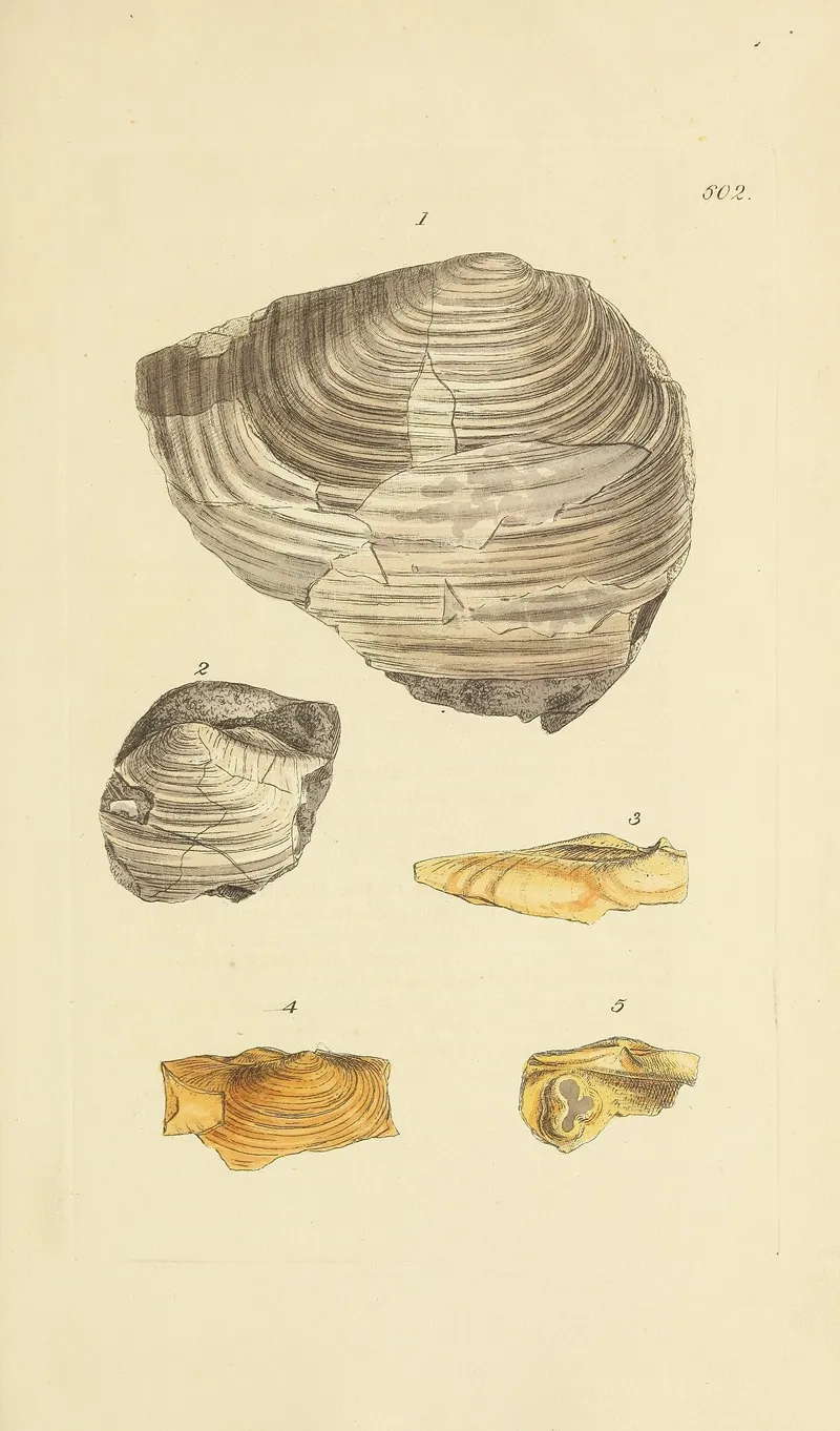 The Mineral Conchology Of Great Britain Pl 389