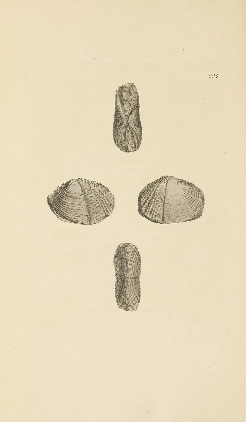 The Mineral Conchology Of Great Britain Pl 390