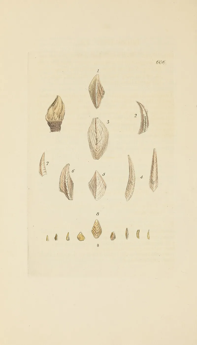 The Mineral Conchology Of Great Britain Pl 393