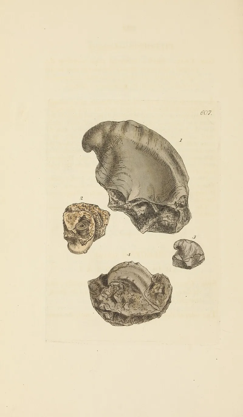 The Mineral Conchology Of Great Britain Pl 394