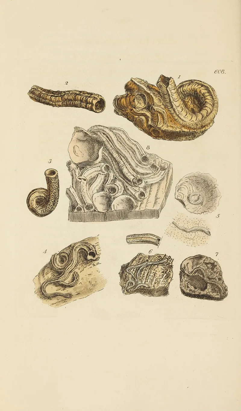 The Mineral Conchology Of Great Britain Pl 395