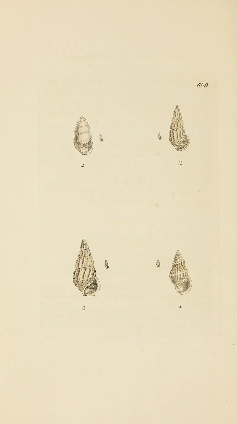 The Mineral Conchology Of Great Britain Pl 396