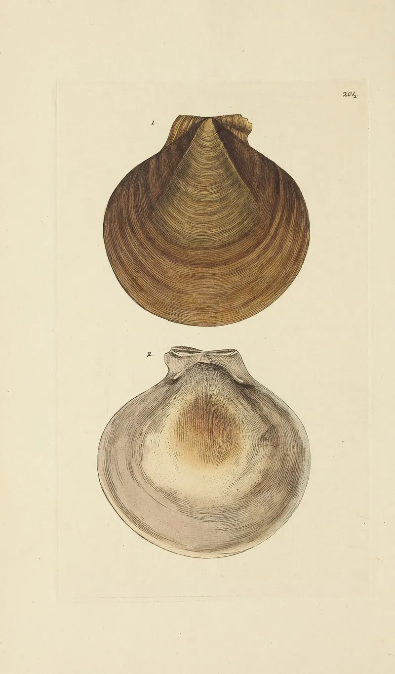 The Mineral Conchology Of Great Britain Pl 397