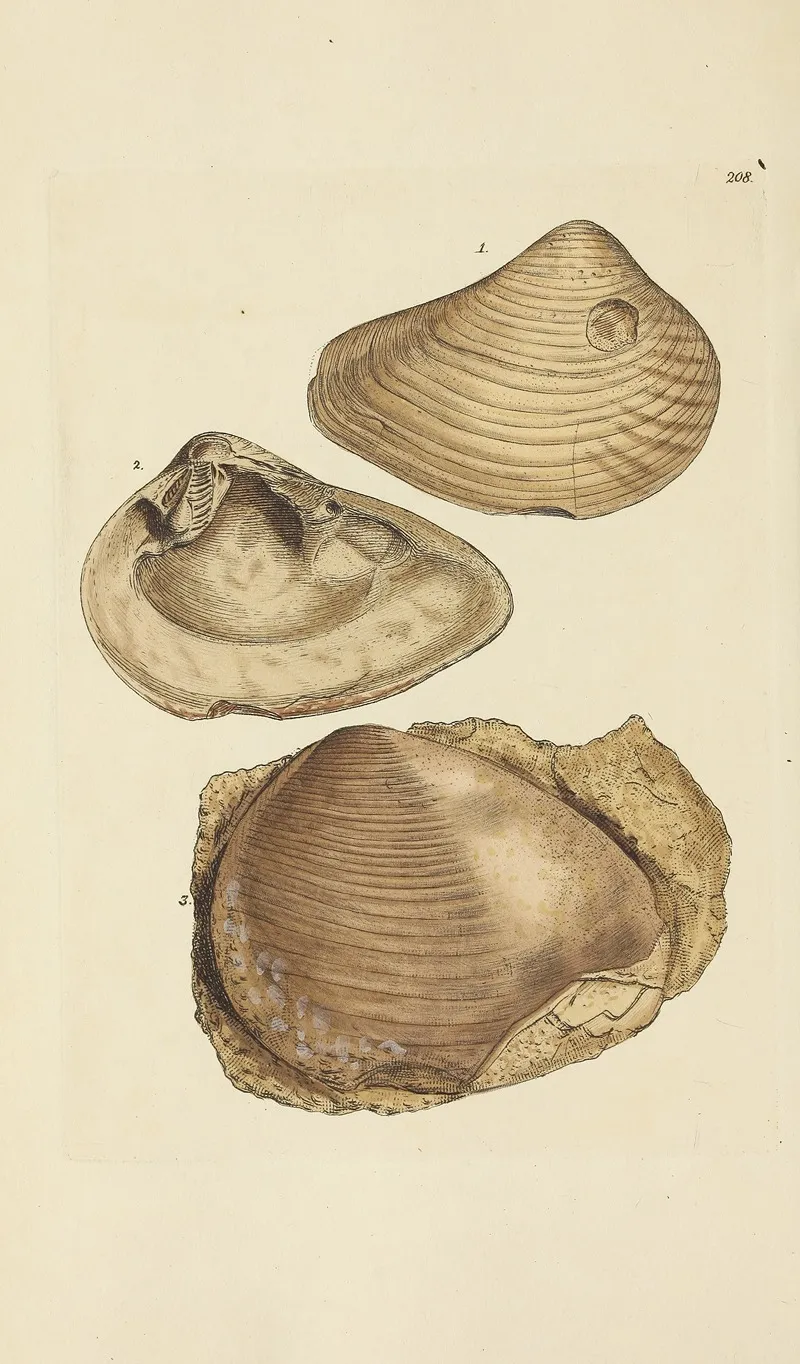 The Mineral Conchology Of Great Britain Pl 400
