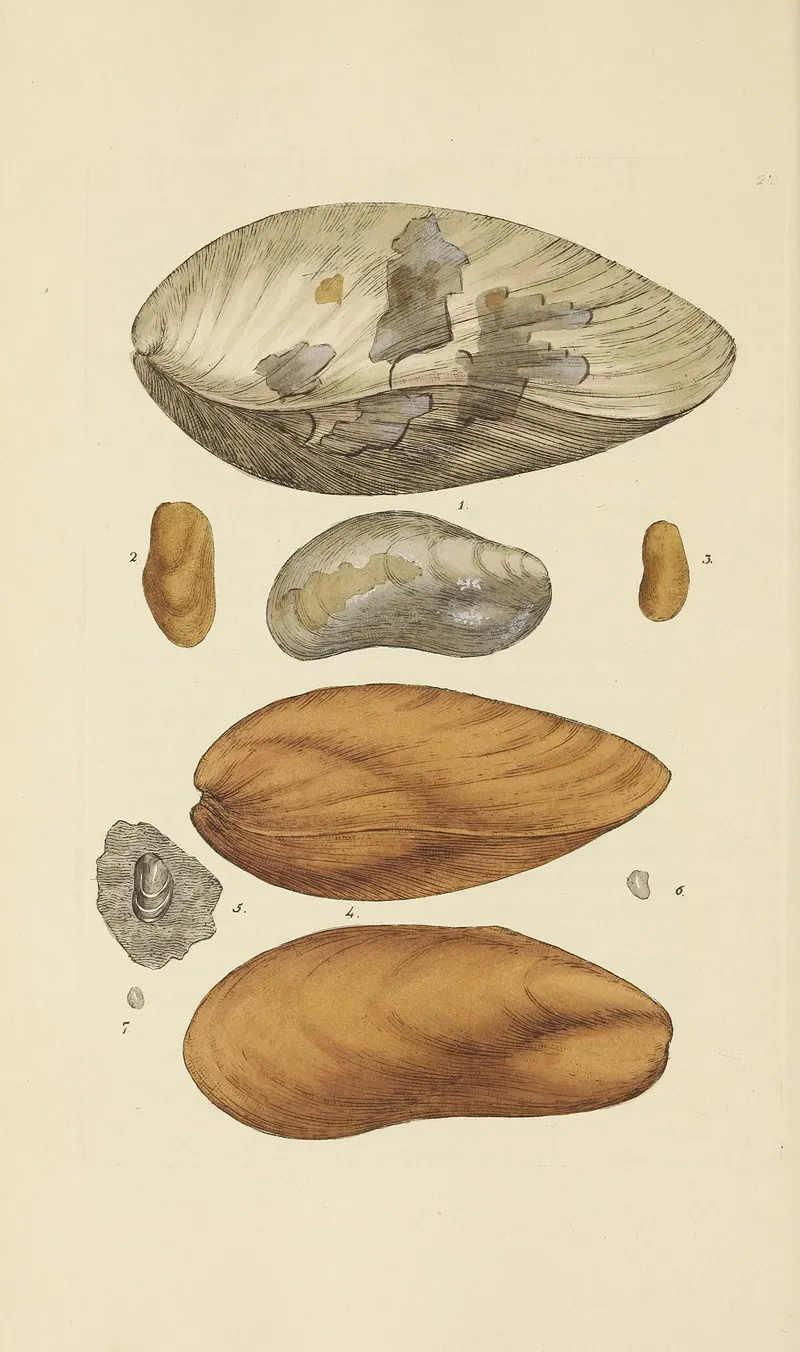 The Mineral Conchology Of Great Britain Pl 402
