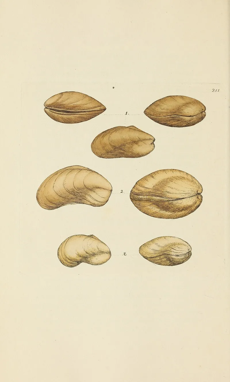 The Mineral Conchology Of Great Britain Pl 403